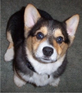 Ruf Growlington, militant leader of the NUC.