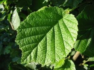 Hello! My name is Richard!